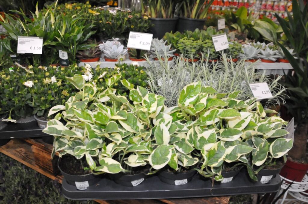 Autors: Foto: Inga Karpova