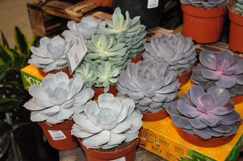 Autors: Foto: Inga Karpova