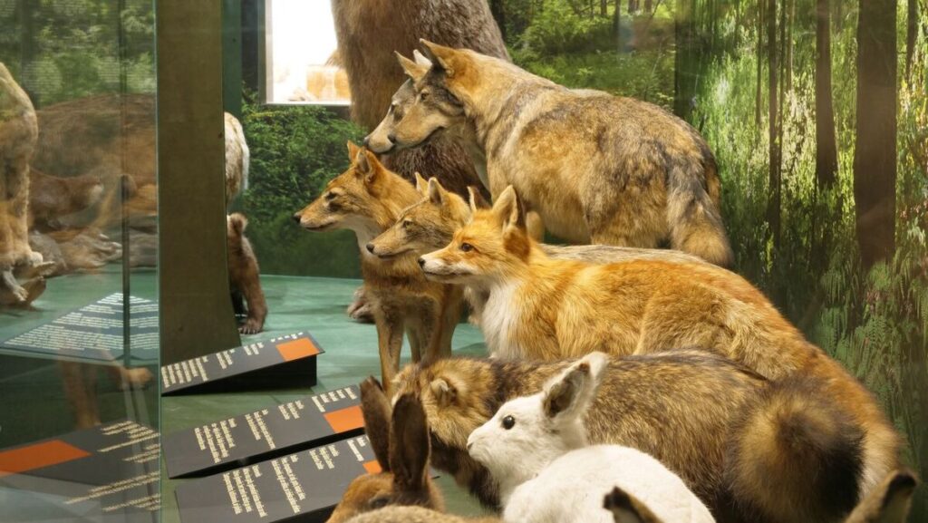 Autors: Foto: Dabas muzejs