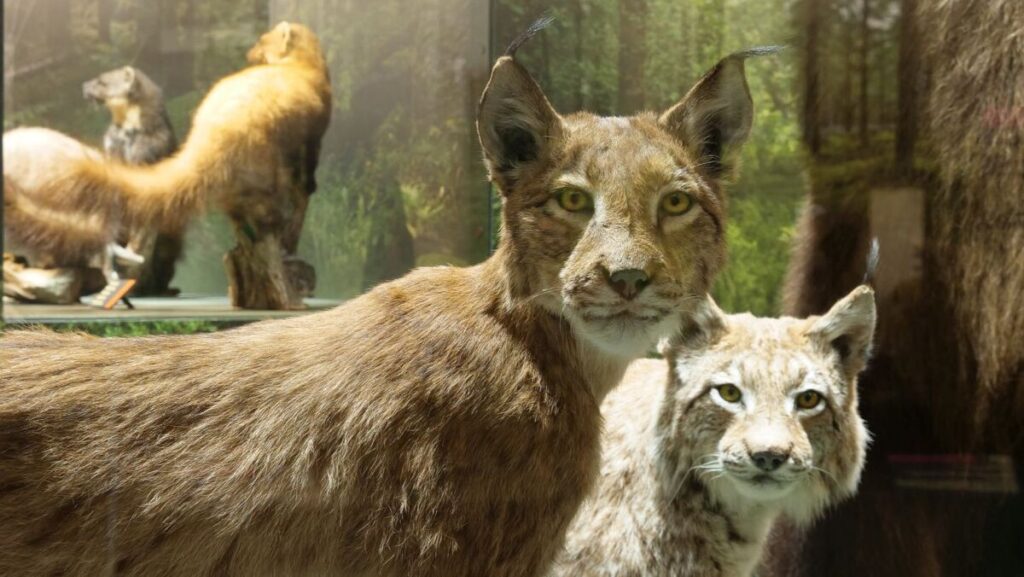 Autors: Foto: Dabas muzejs