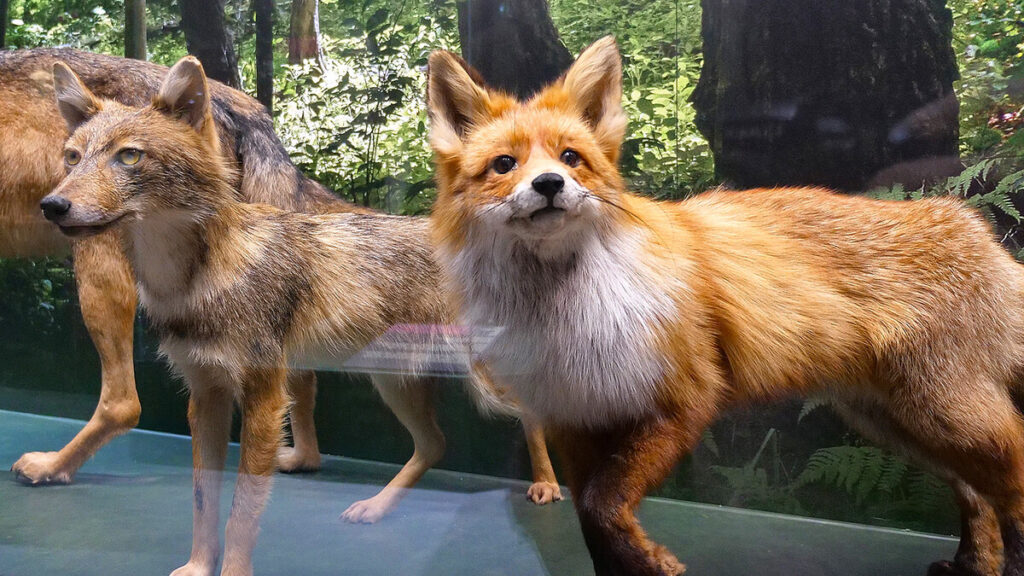 Autors: Foto: Dabas muzejs