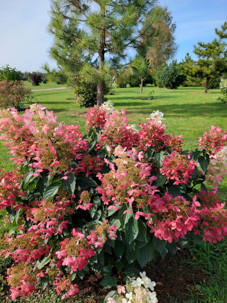 Pašlaik hortenzijas dārzos rāda savu daili – ziedu bumbas pārsteidz ne tikai ar izmēriem, bet arī krāsu dažādību.