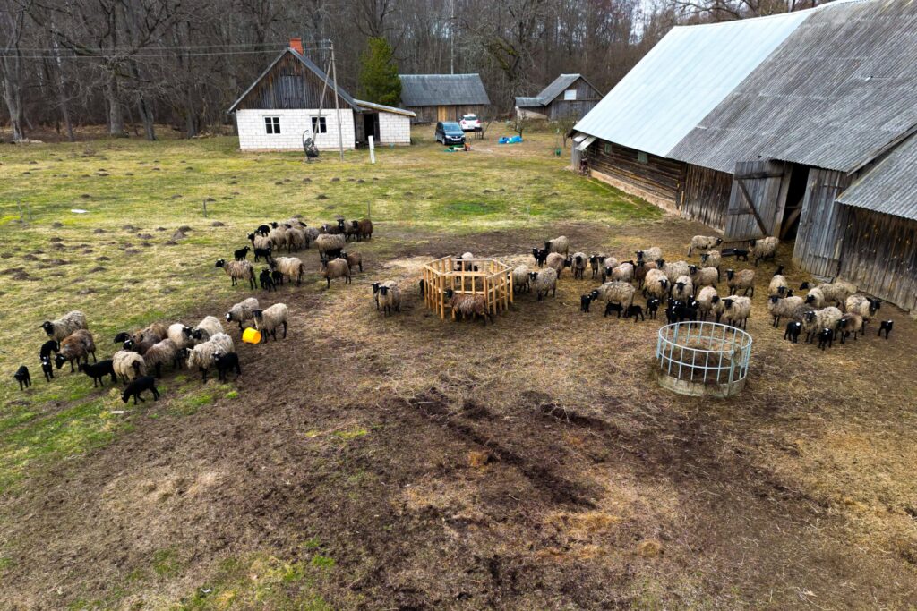 “Lejascauņu rančo” saimnieks Jānis Priedītis ir gandarīts, ka dažu gadu laikā aitu ganāmpulks ir krietni palielinājies. Redzot šādu skatu katru dienu laukos, viņš savu lēmumu pievērsties aitkopības nozarei sauc par gana veiksmīgu.