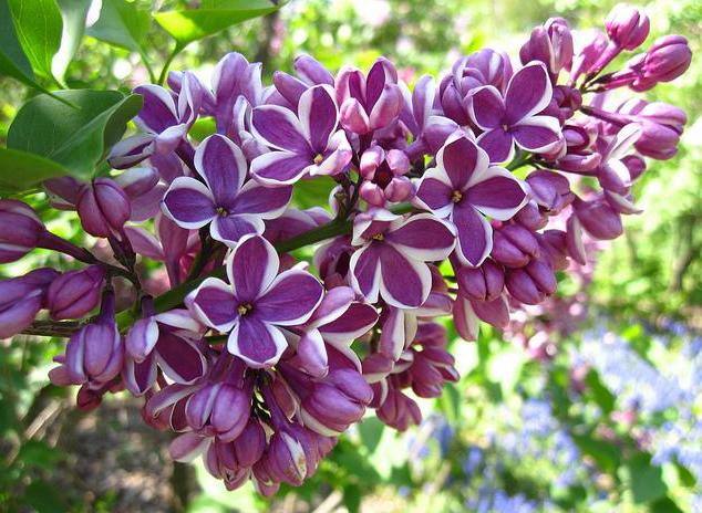 Syringa vulgaris ‘Sensation’