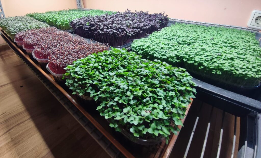 Ar mikrozaļumiem droši var eksperimentēt, izvēloties audzēt vai iegādāties tieši tādas zortes, kas katram visvairāk garšo.