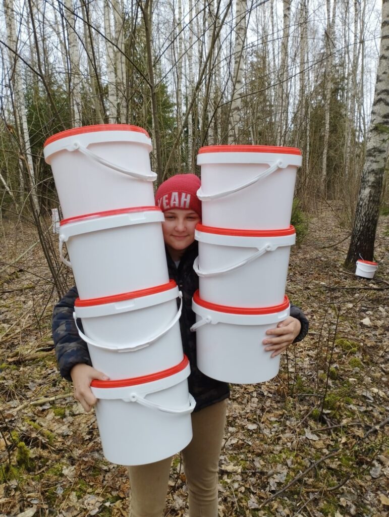 Sulu tecēšana sākas, kad zeme atlaidusies, un beidzas, kad pumpuri tā pa īstam pamodušies. Ja pavasaris straujš – sulu tecēšanas brīdis ir īss; ja lēnīgs – tek ilgāk.