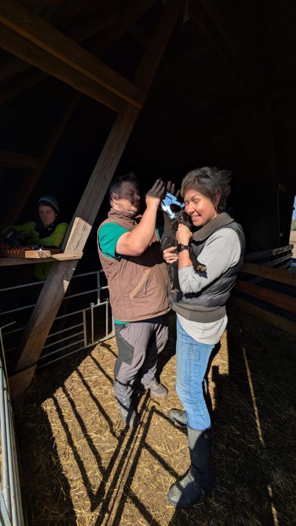 Šobrīd saimniecībā priecājas par vairāk nekā sešdesmit jēriem, – visiem dzīvniekiem tiek veikta apzīmēšana. Jēri ir aši un izveicīgi, tāpēc šim atbildīgajam darbiņam ļoti noder palīdzīgas rokas.