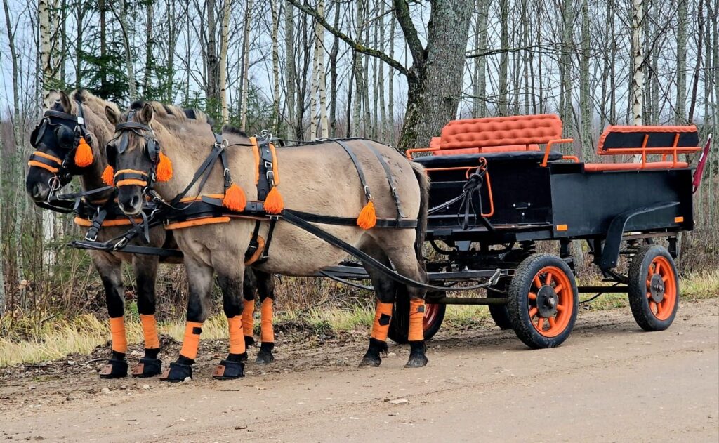 Izbraucienos divjūga pajūgā Ērģemes pagastā ir iespēja doties kopā ar konikiem Poteru un Olimpiju ļoti glaunos ratos.