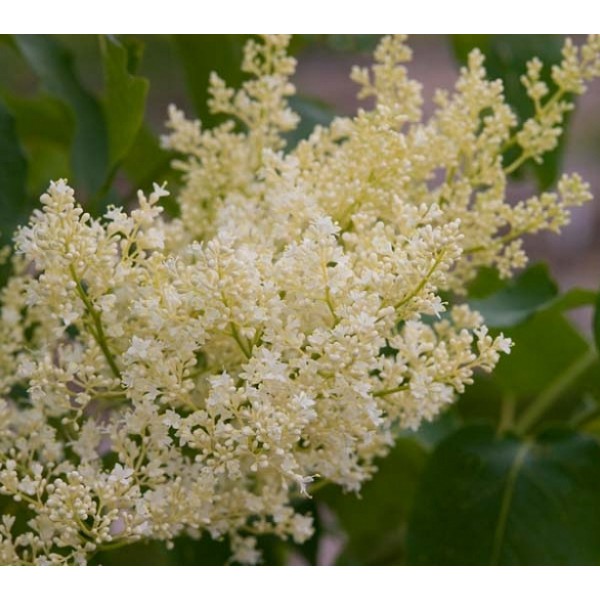 Syringa reticulata subsp. reticulata ‘Japānas ceriņš’