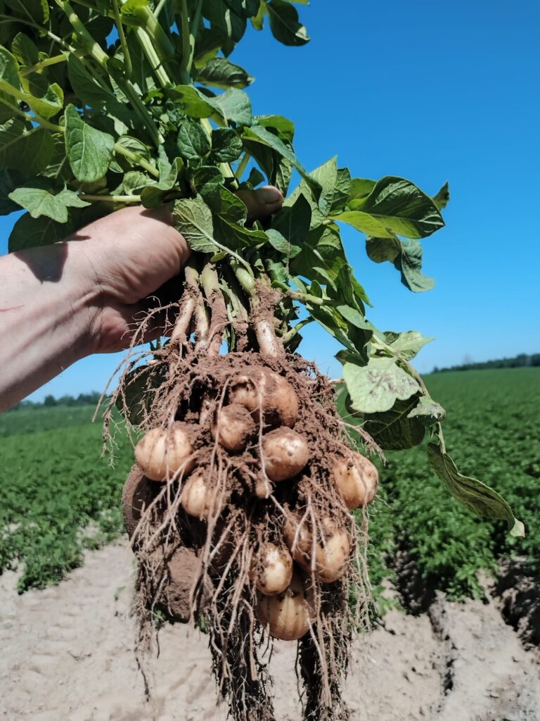 Jaunie kartupeļi – latviskā garša ar plāno miziņu.