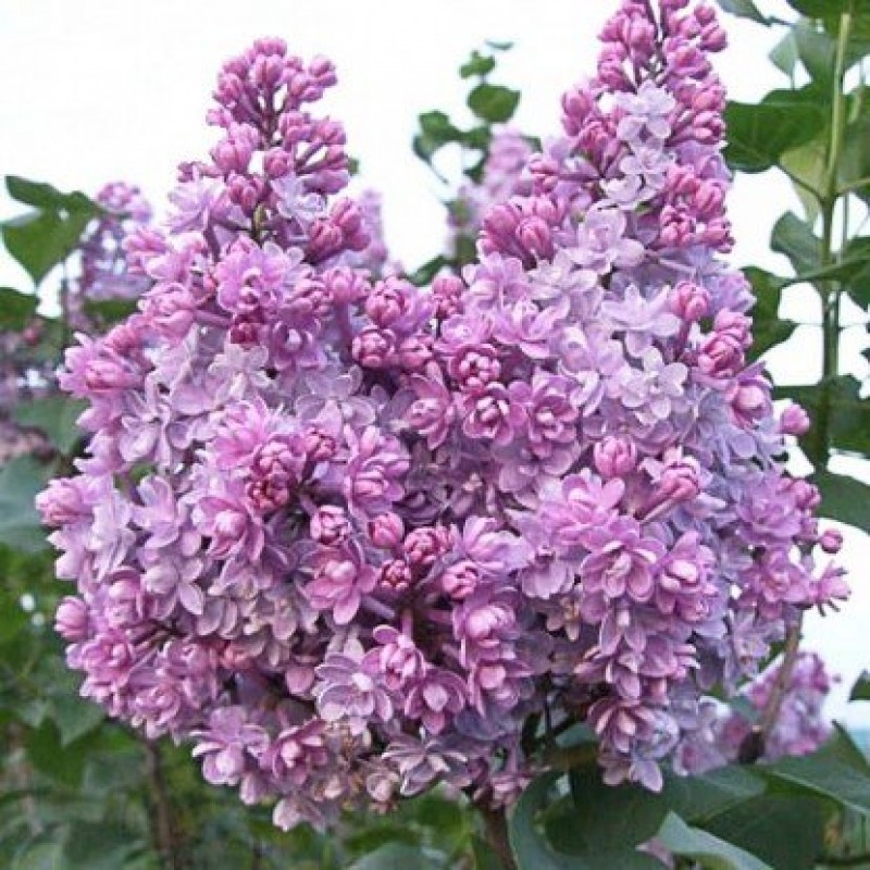 Syringa vulgaris ‘Kolchoznica’