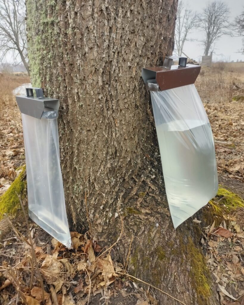 Kļavu un bērzu sulu tecēšanas laikā “BIRZĪ” izmanto dažādus risinājumus, lai pēc iespējas kokam draudzīgāk ievāktu sulas.