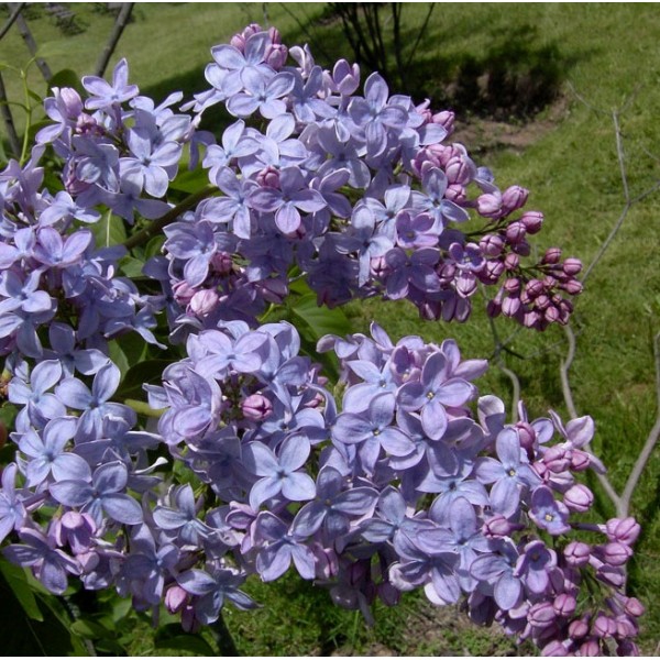 Syringa vulgaris ‘Firmament’