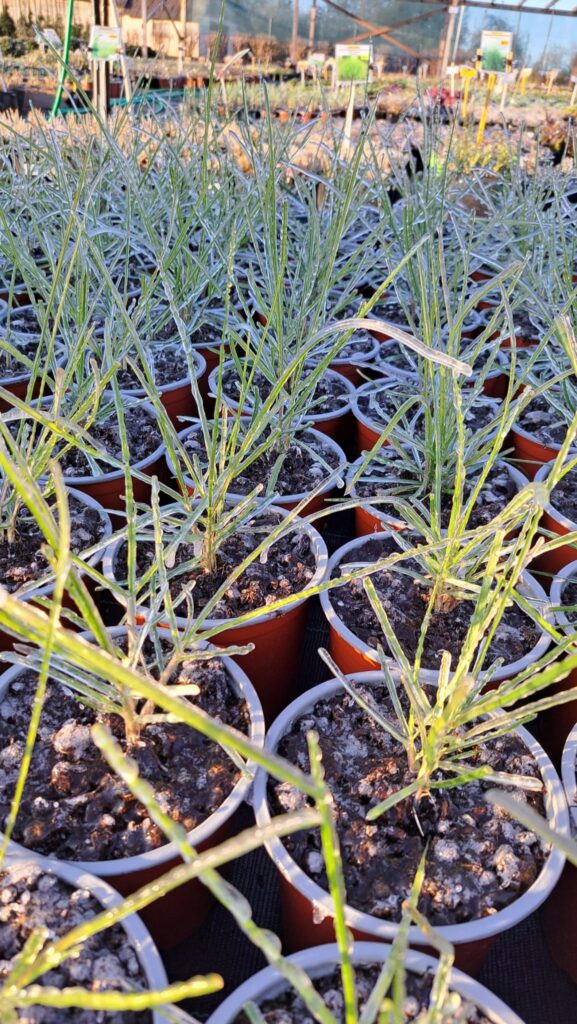 Lāsma Riekstiņa no Raunas pagasta stādus bargajās salnu naktīs stādu laukumā apsmidzināja ar ūdeni.