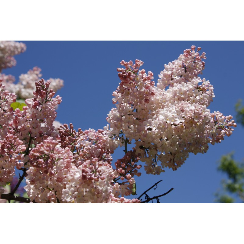 Syringa vulgaris ‘Lucie balted’