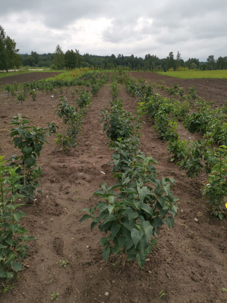 Stādi tiek vairākas reizes pārstādīti no podiem zemē uz lauka. Tad atkal podos. Katru reizi lielākos.