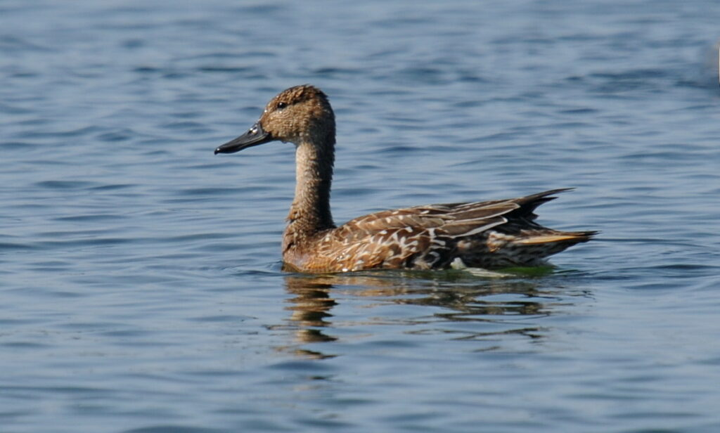 Autors: Foto: Selga Bērziņa
