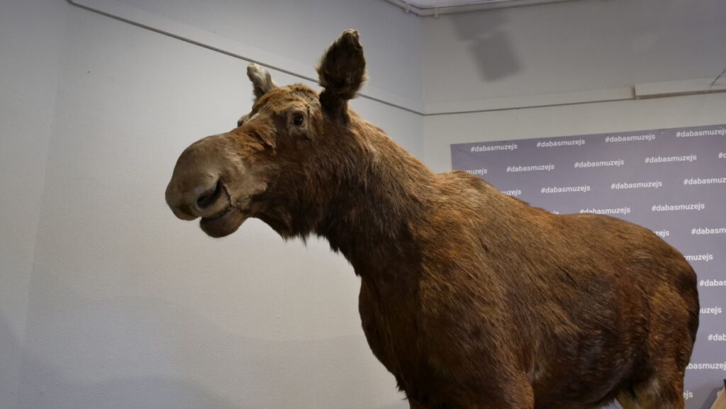 Autors: Foto: No Latvijas Nacionālajā dabas muzeja fonda