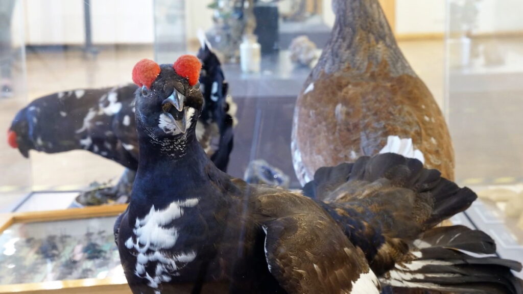 Autors: Foto: No Latvijas Nacionālajā dabas muzeja fonda