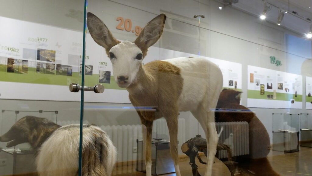 Autors: Foto: No Latvijas Nacionālajā dabas muzeja fonda