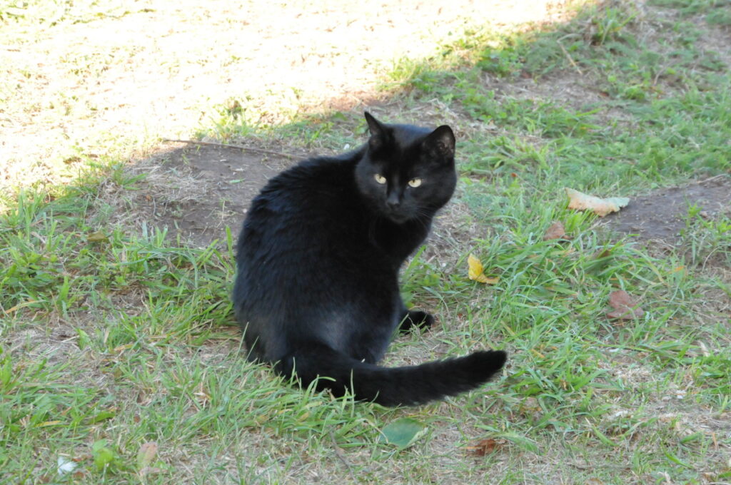 Šajā dzīvnieku saimē kaķene Mellene, kas mājās nokļuva no Valkas pazemes bunkuros dzīvojošās kaķu kolonijas, ir pati neatkarīgākā un lepnākā būtne.