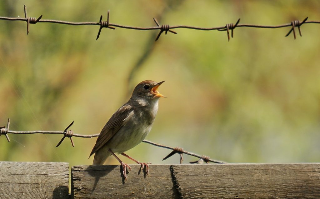 Autors: Foto: Selga Bērziņa