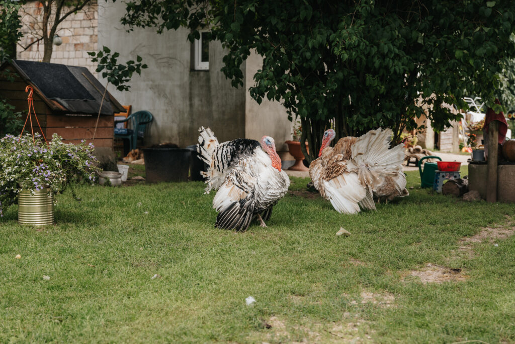 Autors: FOTO: Klāvs Vasiļevskis