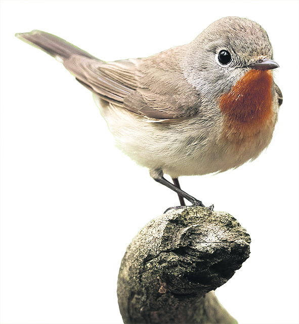 Mazais mušķērājs