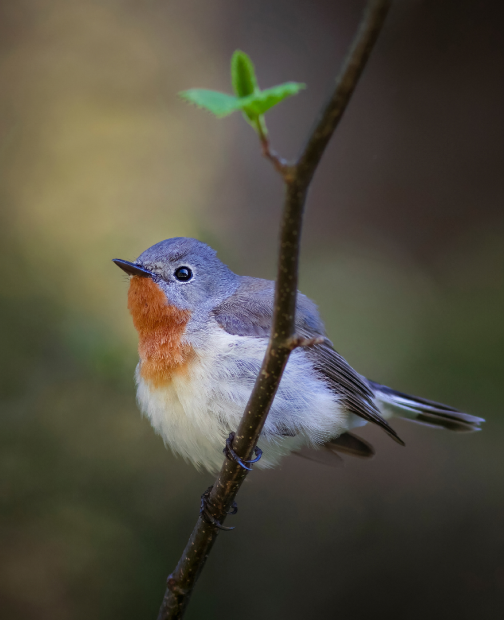 Autors: Foto: Edgars Smislovs