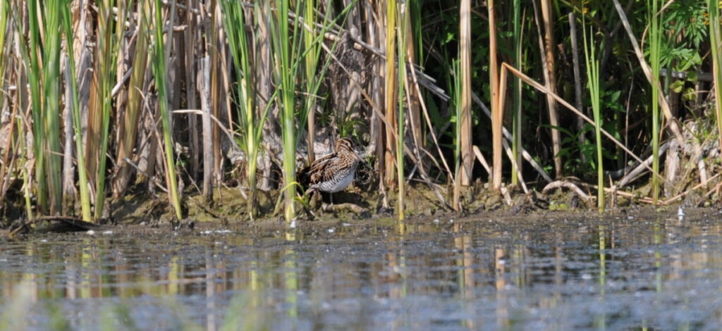 Autors: Foto: Selga Bērziņa