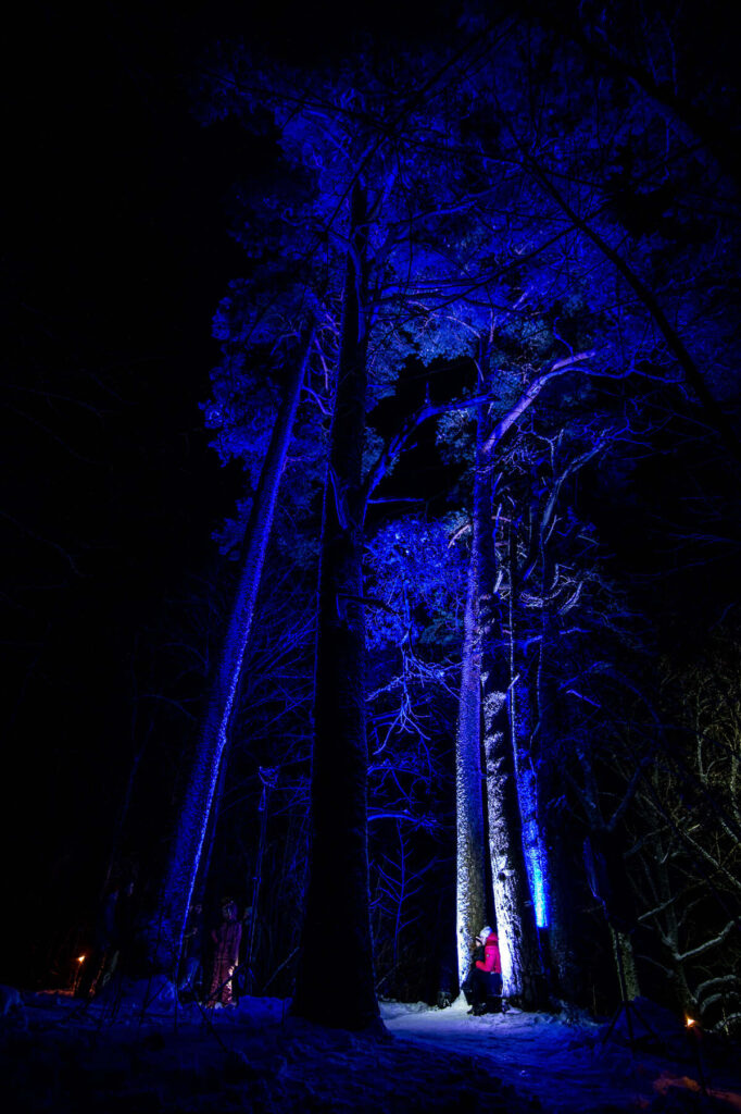 Mīlestības priedes Sveču takā.
Autors: Foto: Jānis Lārmanis