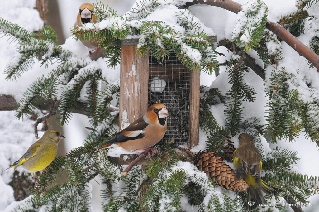 Aluksniesiem.lv raksta attēla aizvietotājs