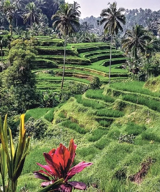 FANTASTISKĀS RĪSU TERASES, kur var nobildēties šūpolēs ar garu kleitu. Bildes sanāk ļoti skaistas!