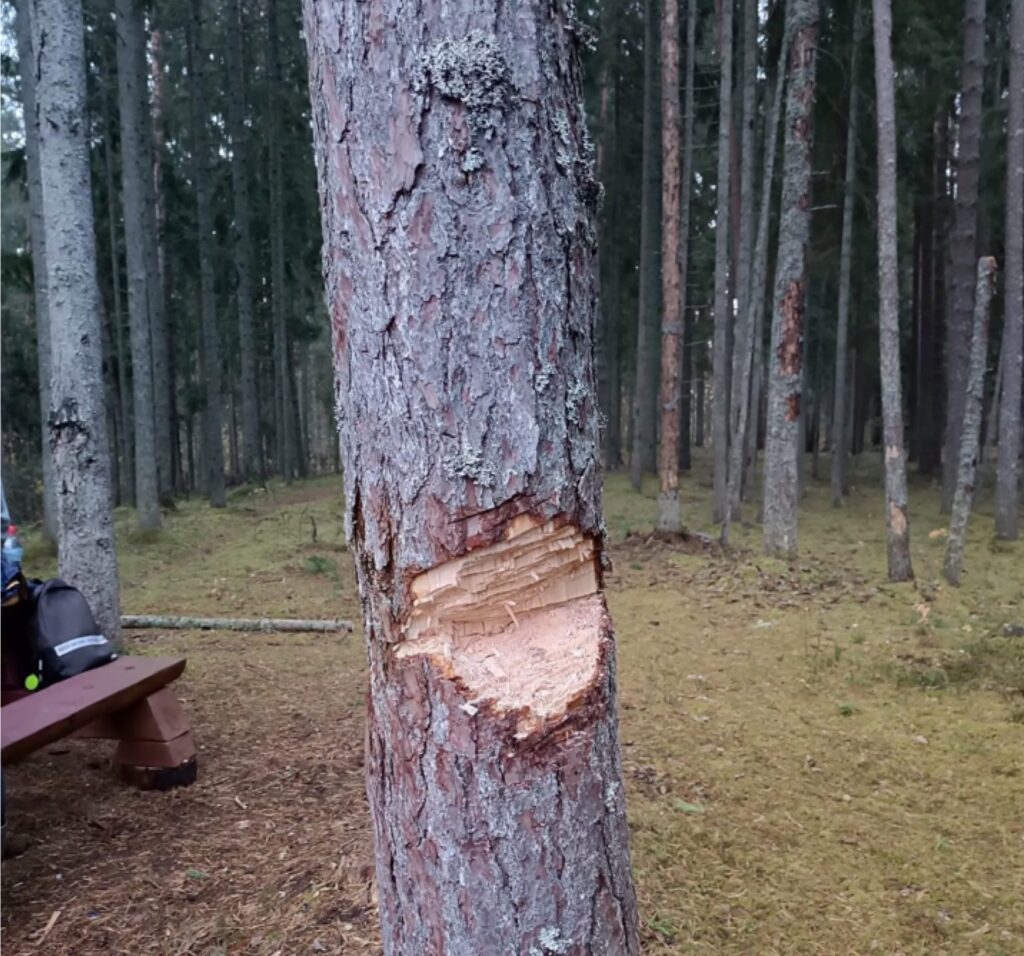 Aluksniesiem.lv raksta attēla aizvietotājs