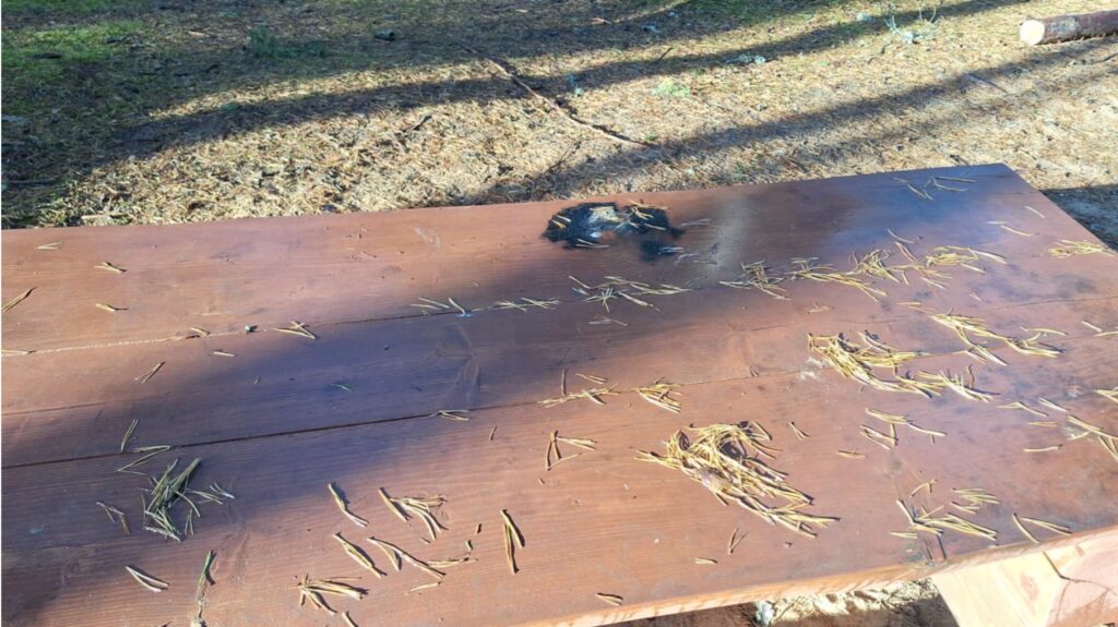 Ne tikai cērt ar cirvi, bet posta arī ar uguni. No tā cietusi virsma otram galdam, kas uzstādīts Mežaparkā blakus sporta laukumam.

Autors: FOTO: VIKTORS BAVINS