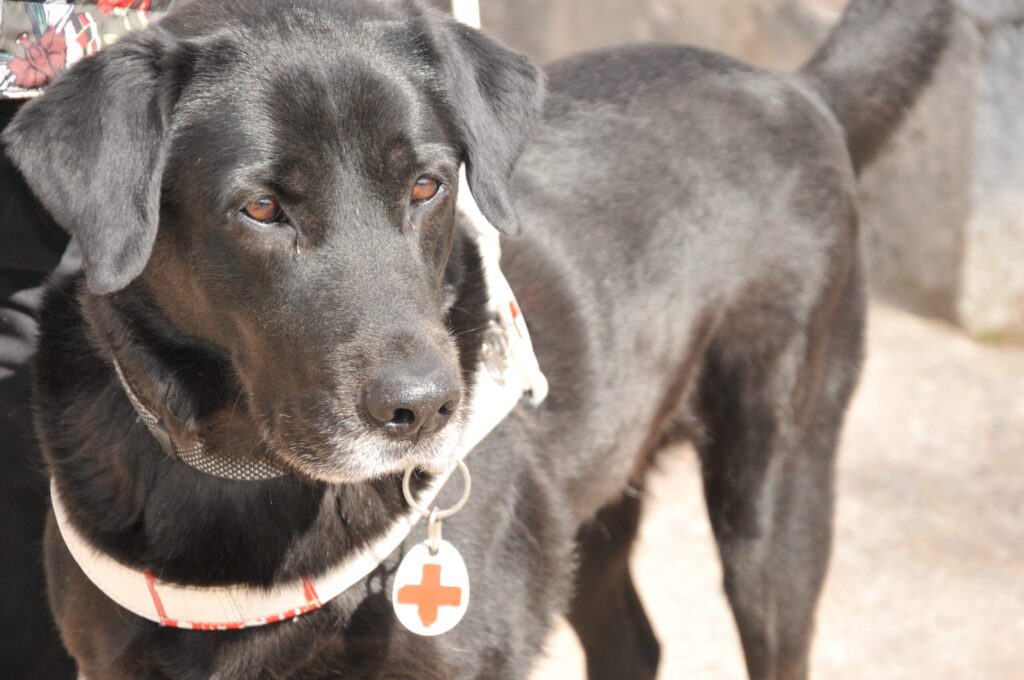Ieraugot Sebastianu, roka pati stiepjas samīļot un aprunāties ar gudro un mīlīgo “lāčuku”.