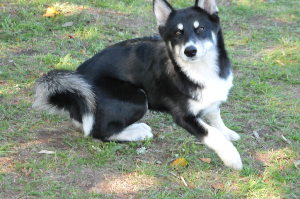 Nemaz nebija tik viegli nofotografēt nemiera garu – jauno haskija šķirnes suņu meiteni Hakiju.