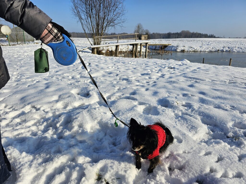 Dodoties pastaigā ar ģimenes mīluli Vili, saimniekiem vienmēr līdzi ir speciāla pie pavadas piestiprināta somiņa ar atkritumu savākšanas maisiņiem. Tie ir nopērkami gan zoo preču, gan citos veikalos.

Autors: FOTO: LĪGA ORLEANA