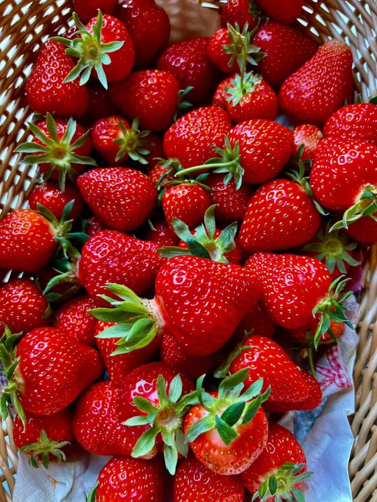 Vijciemā audzētās zemenes augušas dabiskos apstākļos, bez ķīmiskām minerālvielām, tikai saules apspīdētas un regulāri laistītas ar Bācupītes ūdeni.