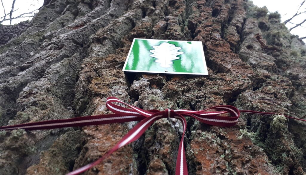 Aluksniesiem.lv raksta attēla aizvietotājs