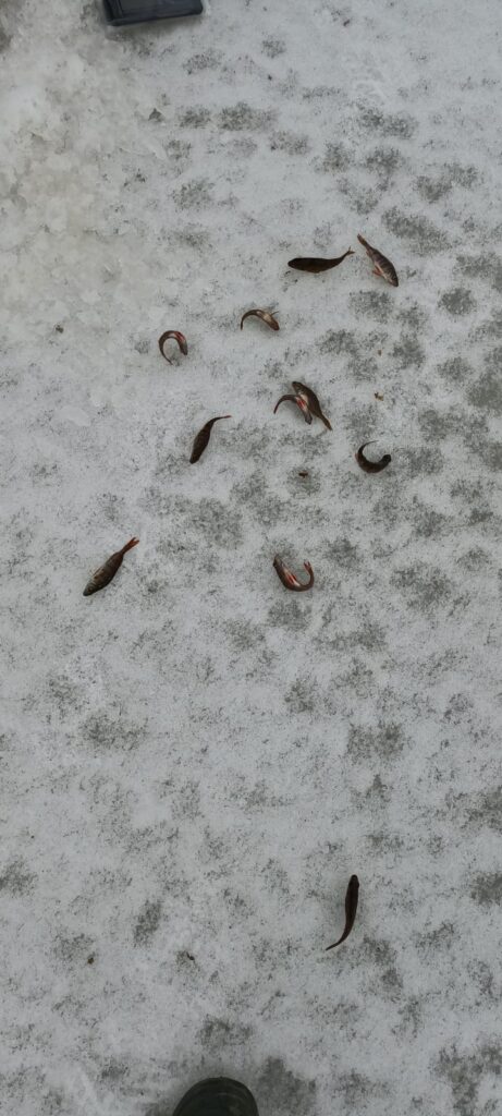 Autors: Foto: Valdis Šaicāns