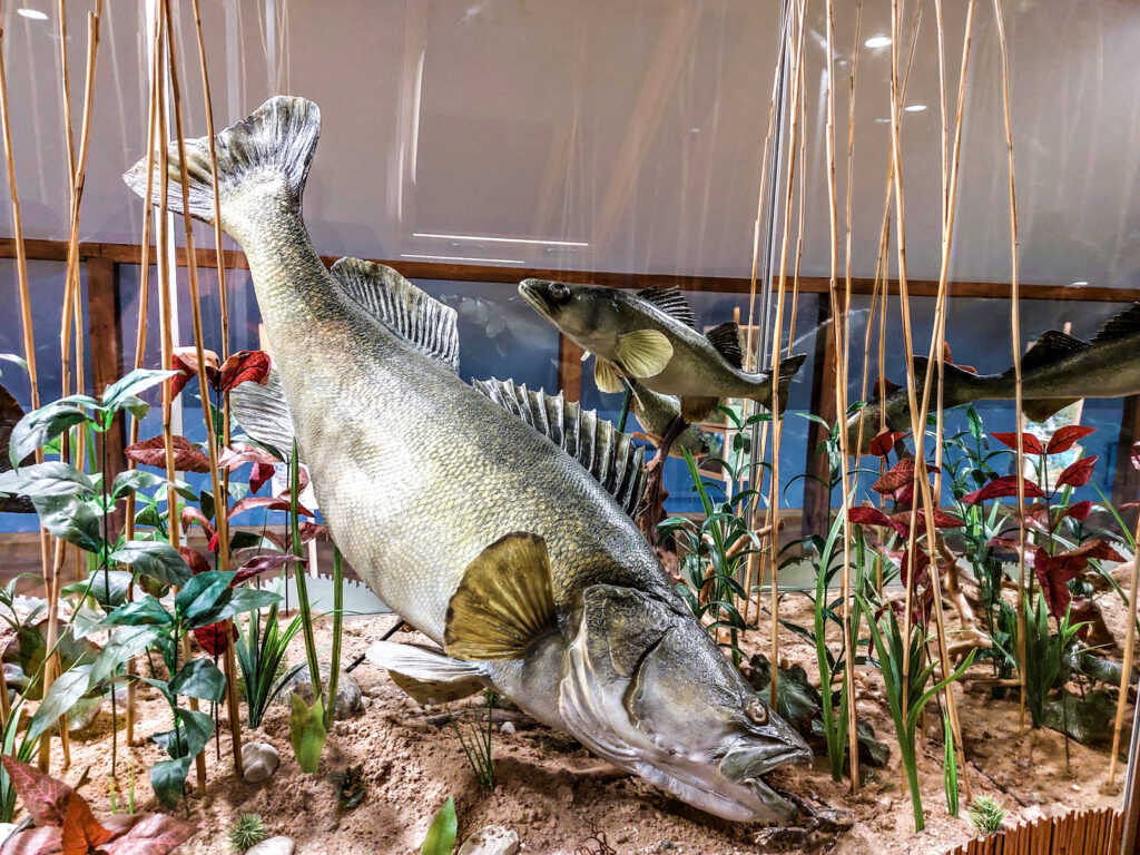 Ežezerā mītošo zivju mulāžas.