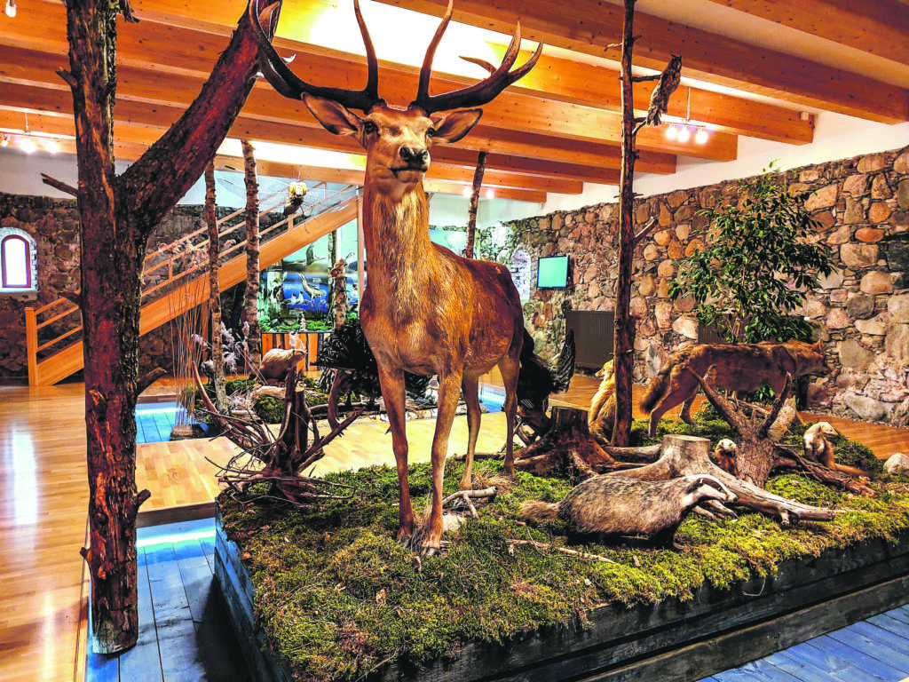 Zvēru un putnu izbāzeņi.