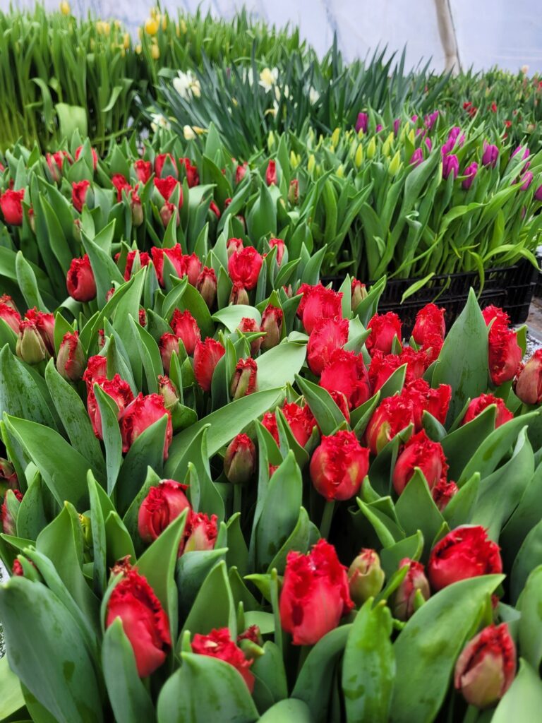 Raunas dārzniecības “Ziedugravas” siltumnīcās pilniem ziediem uzplaukušas dažādu krāsu tulpes. 
Autors: Foto: no personīgā arhīva