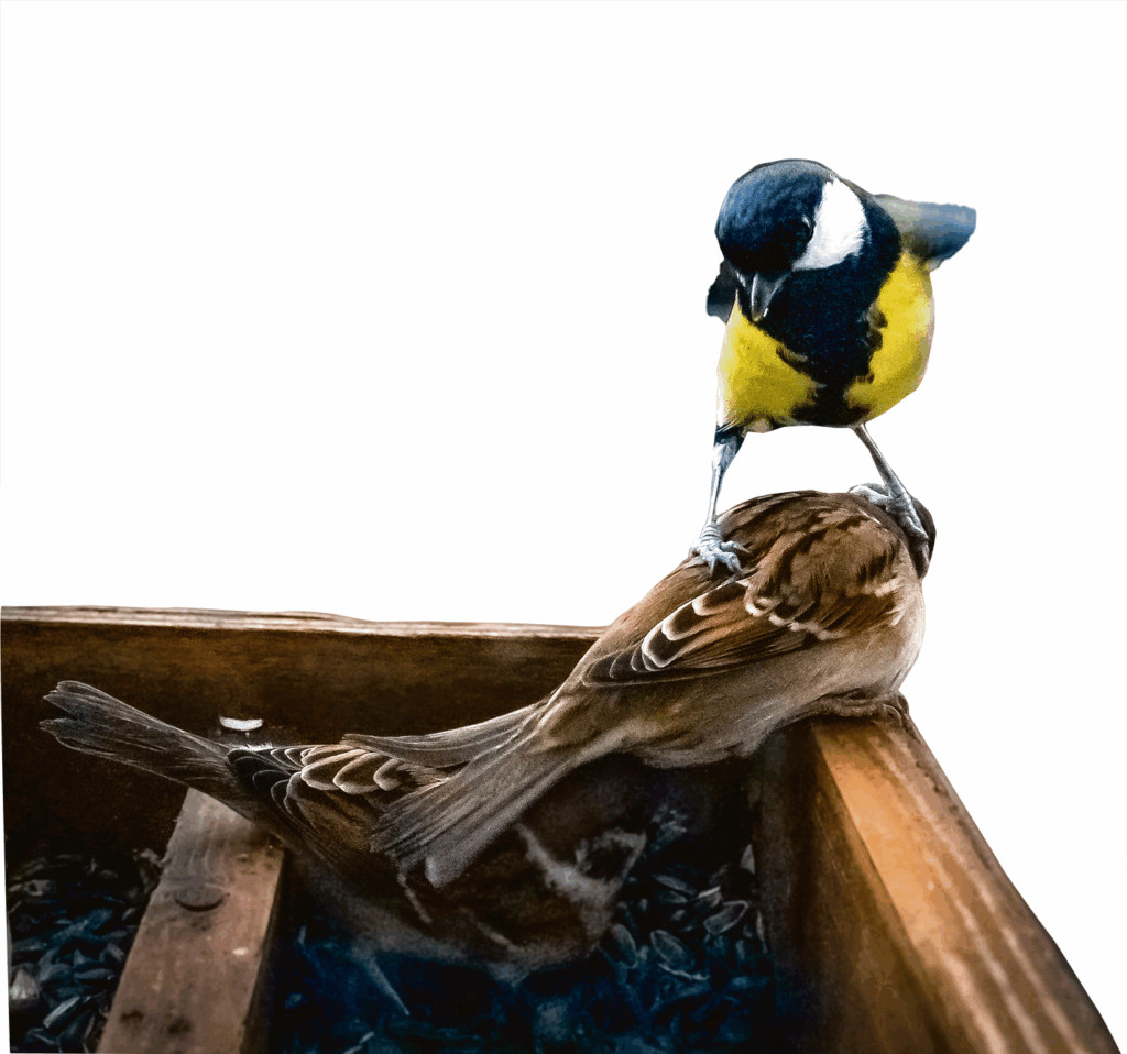 “PARASTI ZAĻŽUBES un zvirbuļi ir tie vislielākie kretīni barotavās, bet re kur viena lielā zīlīte noliek pie vietas divus lauku zvirbuļus,” sulīgi par putnu ķīviņiem stāsta E.Kazubiernis.