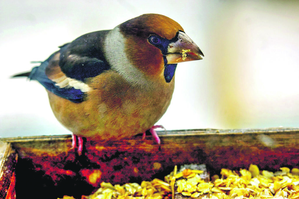 LATVIJĀ piemāju barotavās var sastapt arī dižknābi.