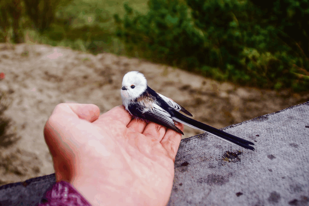 PAPES DABAS PARKĀ notverta garastīte. Kad putnu vērotājam E.Kazubiernim saka, ka šāds putns gan nav redzēts, viņš ikvienam, kurš tā saka, atteic, ka daudzi cilvēki Latvijā nemaz nezina, kādi putni šeit mājo. Garastīti ziemā pie barotavām var sastapt visai bieži.