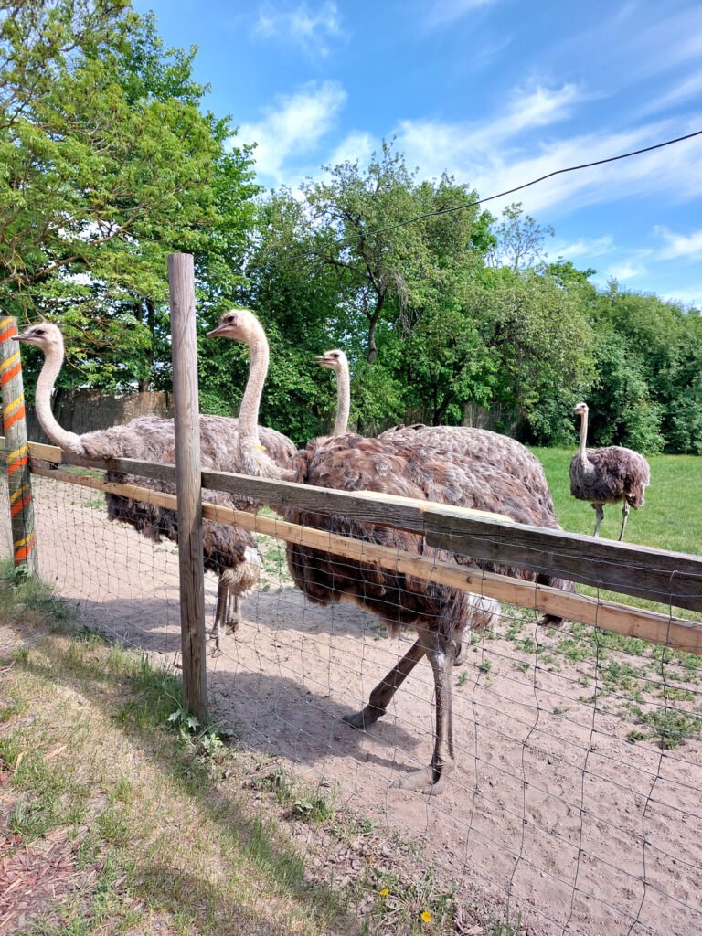 Āfrikas strauss ir vislielākais un smagākais putns pasaulē.