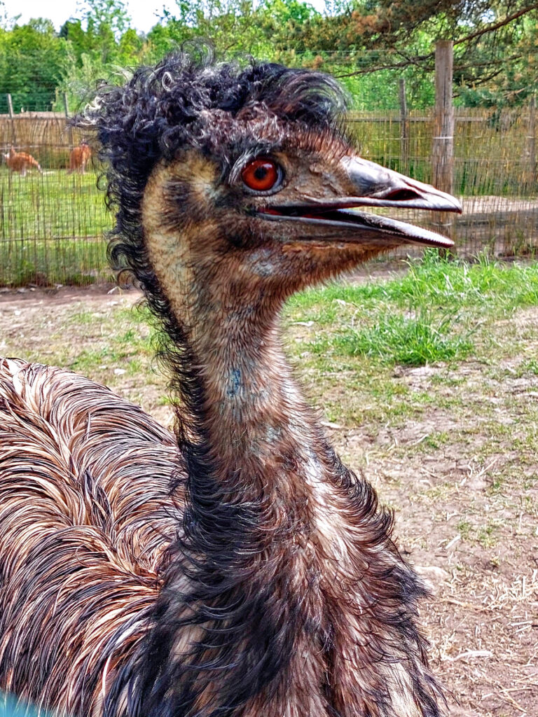 Emu dzimtene ir Austrālija.