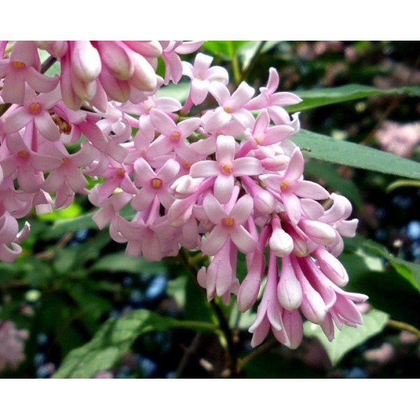 Syringa josikaea ‘Ungārijas ceriņš’